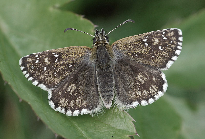 Pyrgus da id. Pyrgus serratulae (cfr.)